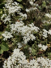 Sedum album