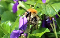 Bombus pascuorum