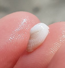 Pilosabia trigona