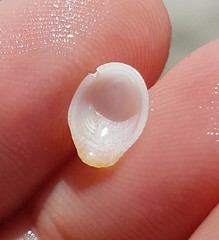 Pilosabia trigona