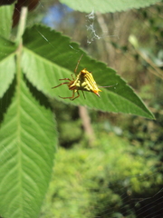 Micrathena furcata