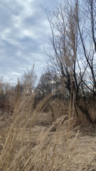 Phragmites australis