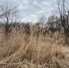 Phragmites australis