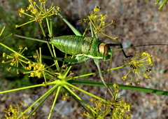 Parasteropleurus martorellii
