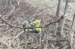 Salix