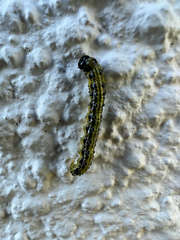 Cydalima
