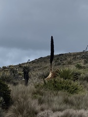 Puya goudotiana