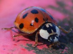 Harmonia axyridis