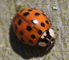 Harmonia axyridis