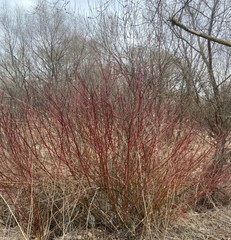 Salix