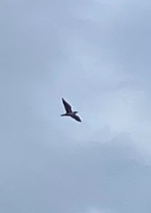 Chroicocephalus ridibundus