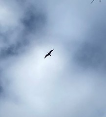 Chroicocephalus ridibundus