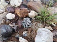 Anacampseros filamentosa