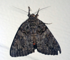 Catocala umbrosa