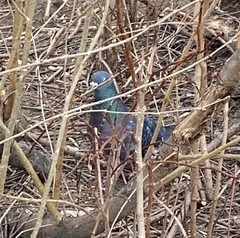Columba livia domestica