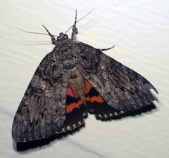 Catocala umbrosa