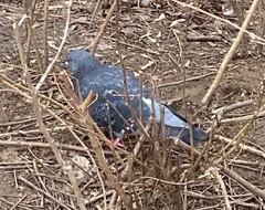 Columba livia domestica