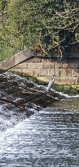 Ardea cinerea