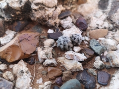 Anacampseros filamentosa