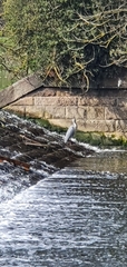 Ardea cinerea