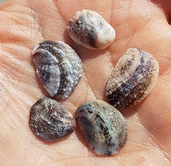 Bostrycapulus aculeatus