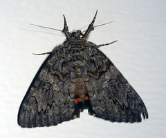 Catocala umbrosa