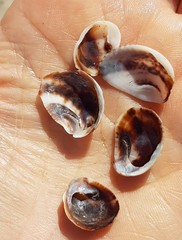 Bostrycapulus aculeatus