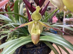 Phragmipedium longifolium