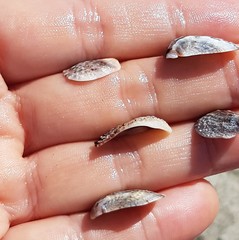 Bostrycapulus aculeatus