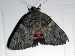 Catocala umbrosa