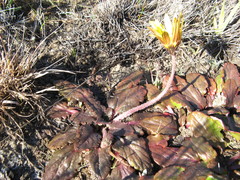 Haplocarpha parvifolia