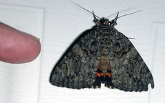 Catocala umbrosa