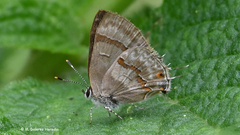 Rubroserrata ecbatana