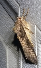 Catocala umbrosa