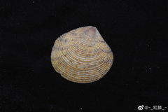 Circe scripta