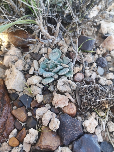 Image of Titanopsis calcarea by (c) Ricus Nel, some rights reserved (CC BY)