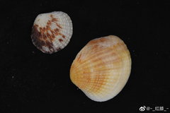 Gafrarium pectinatum
