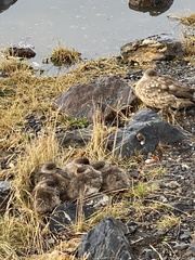 Lophonetta specularioides