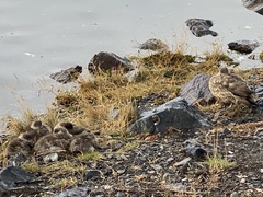 Lophonetta specularioides