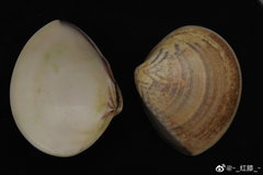 Meretrix lusoria
