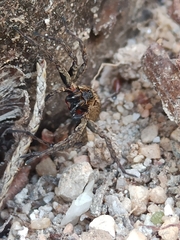 Alopecosa albofasciata