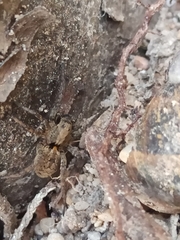 Alopecosa albofasciata