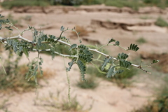 Faidherbia albida image