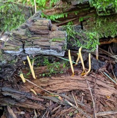 Clavaria flavipes
