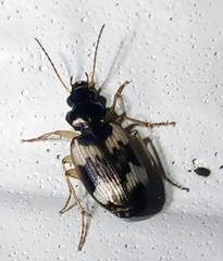 Tetragonoderus fasciatus