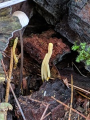 Clavaria flavipes
