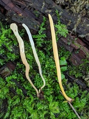 Clavaria flavipes