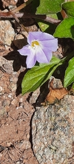 Convolvulus siculus siculus