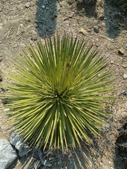 Agave stricta