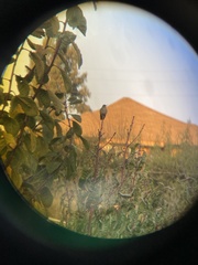 Sephanoides sephaniodes